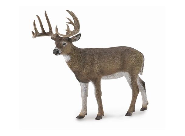 WHITE TAILED DEER 