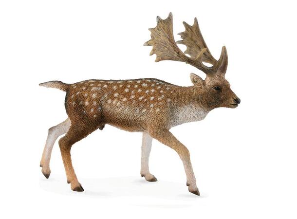 FALLOW DEER 