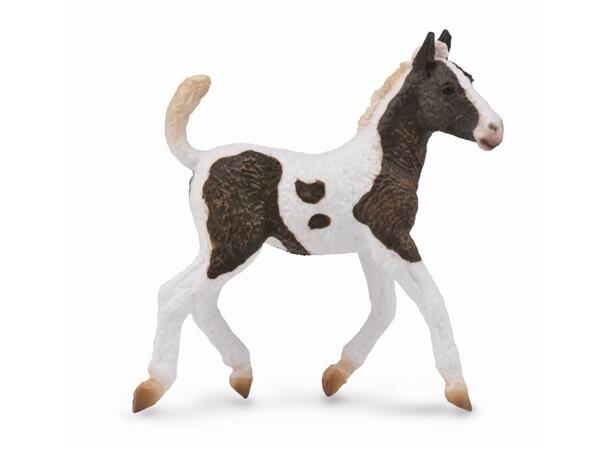 CURLY FOAL 