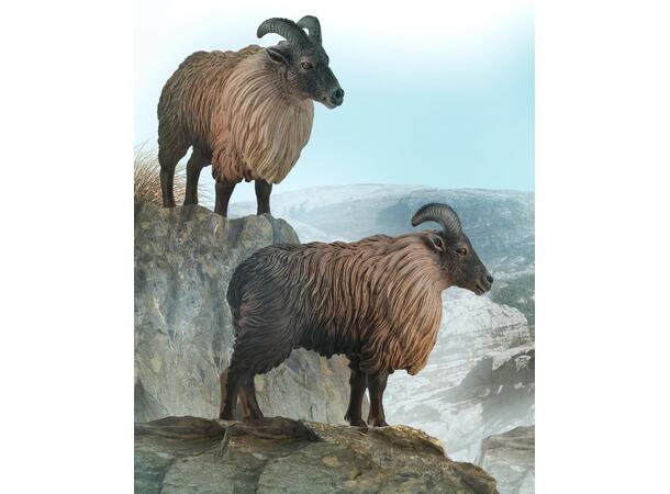 HIMALAYAN TAHR 