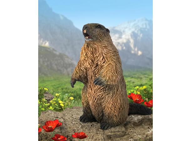 MARMOT 