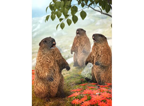 MARMOT 