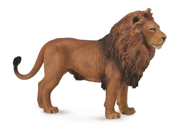 AFRICAN LION 