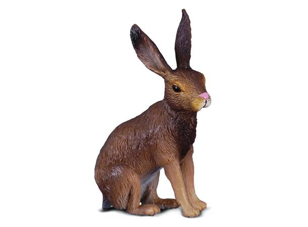 BROWN HARE 