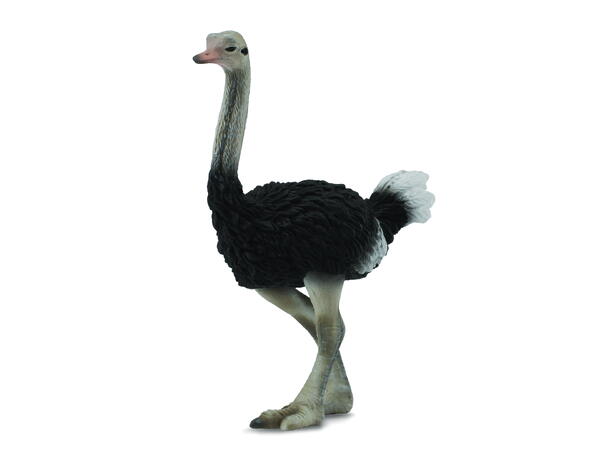 STRUTS L 88459 COLLECTA 