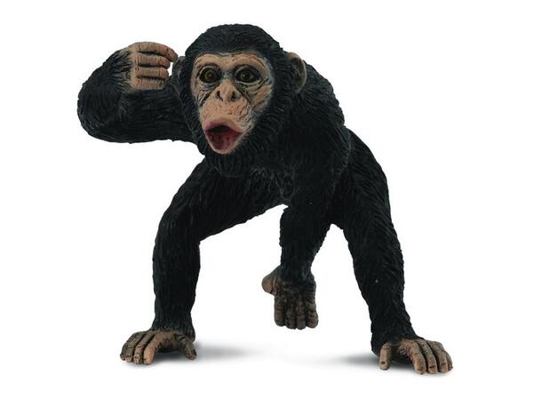CHIMPANZEE MALE 