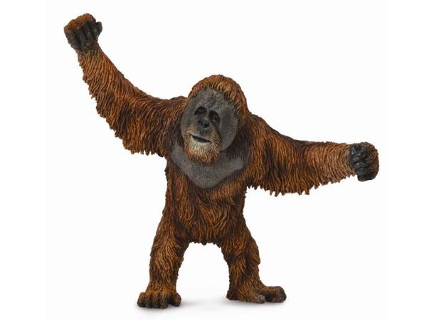 ORANGUTAN 