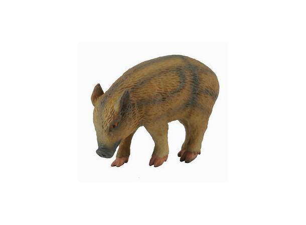 WILD BOAR PIGLET (EATING) 