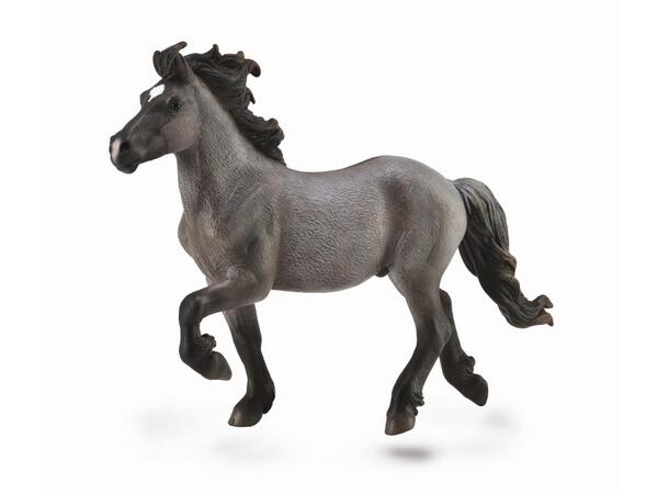ICELANDIC STALLION 