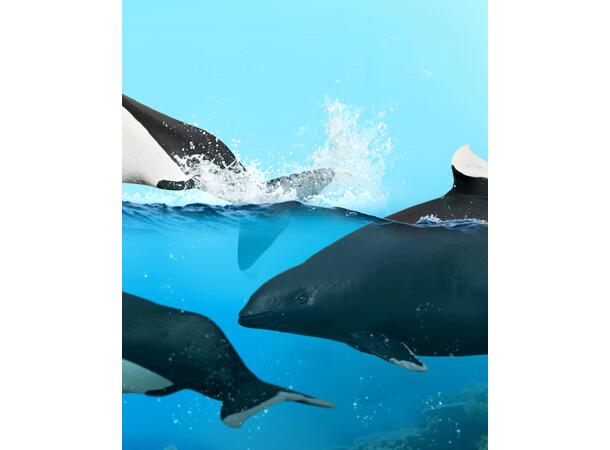 DALLS PORPOISE 