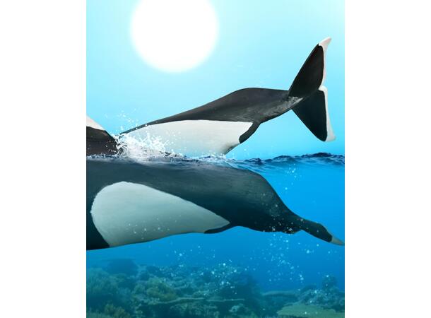 DALLS PORPOISE 