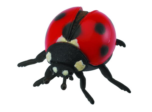 LADYBUG 