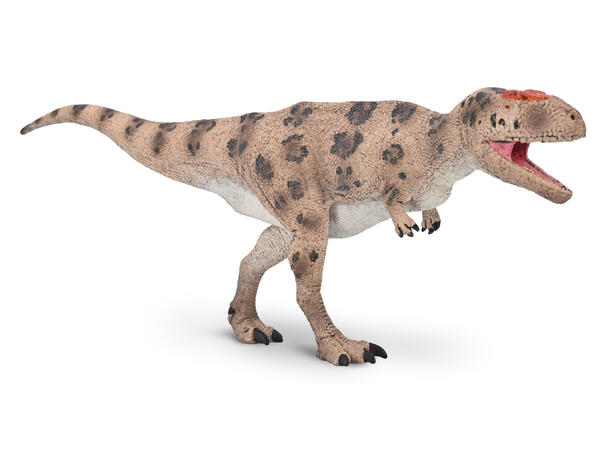 MERAXES GIGAS 
